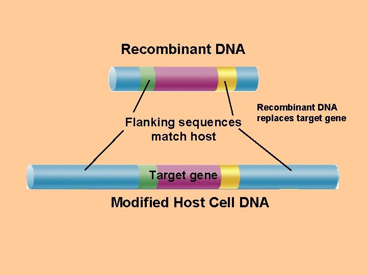 Recombinant DNA Flanking sequences match host Recombinant DNA replaces target gene Target gene Modified