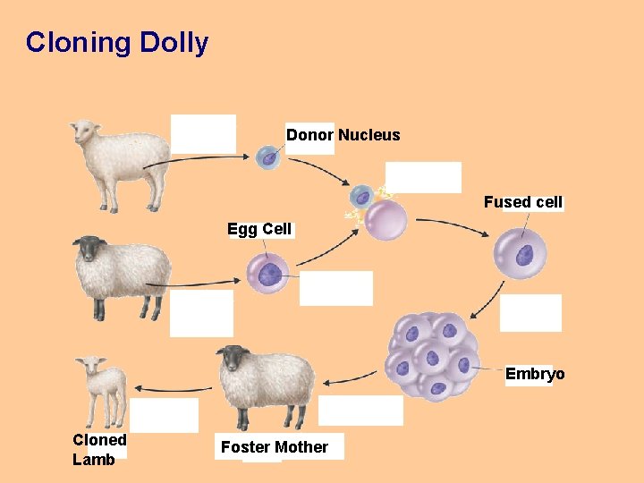 Cloning Dolly Donor Nucleus Fused cell Egg Cell Embryo Cloned Lamb Foster Mother 