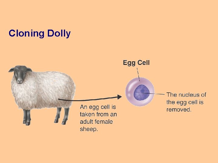 Cloning Dolly 