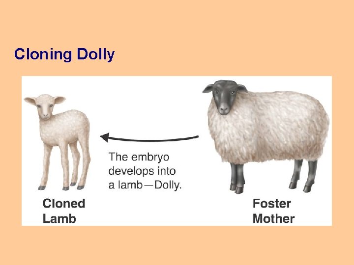 Cloning Dolly 