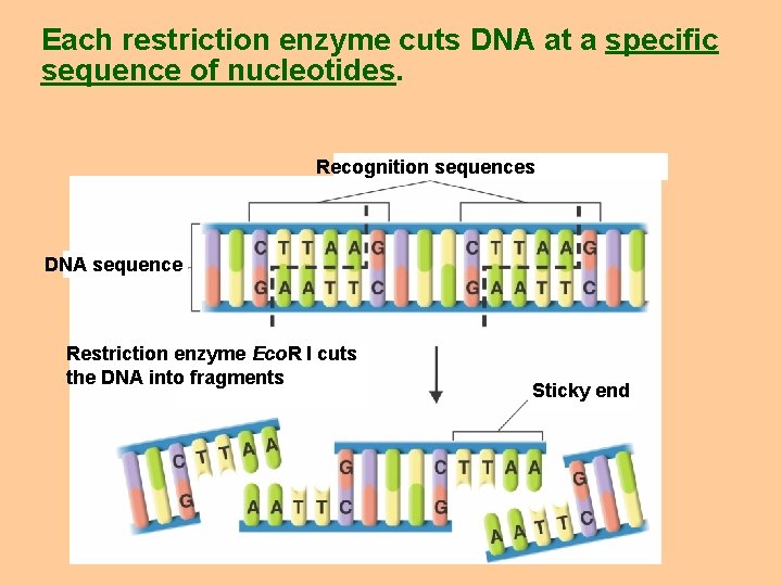 Each restriction enzyme cuts DNA at a specific sequence of nucleotides. Recognition sequences DNA
