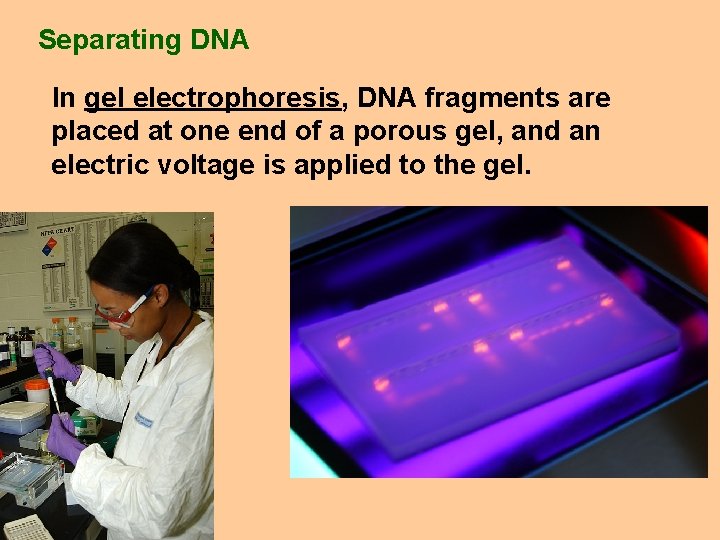 Separating DNA In gel electrophoresis, DNA fragments are placed at one end of a