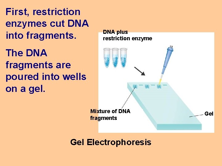 First, restriction enzymes cut DNA into fragments. DNA plus restriction enzyme The DNA fragments