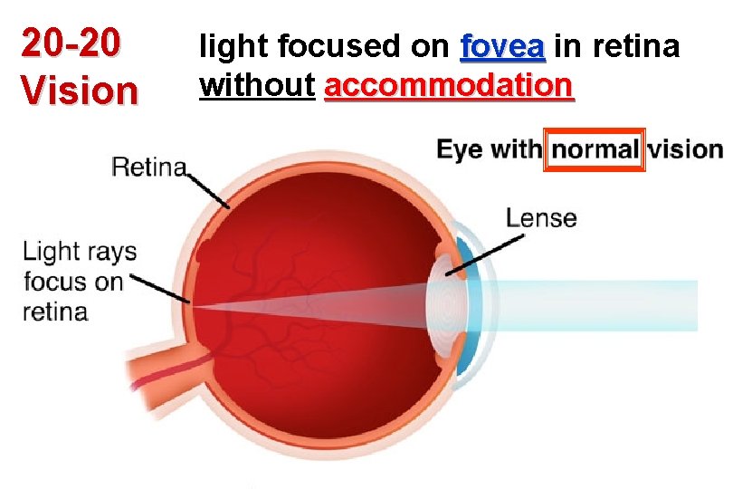 20 -20 Vision light focused on fovea in retina without accommodation 