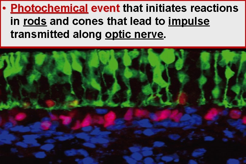  • Photochemical event that initiates reactions in rods and cones that lead to