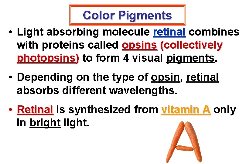 Color Pigments • Light absorbing molecule retinal combines with proteins called opsins (collectively photopsins)