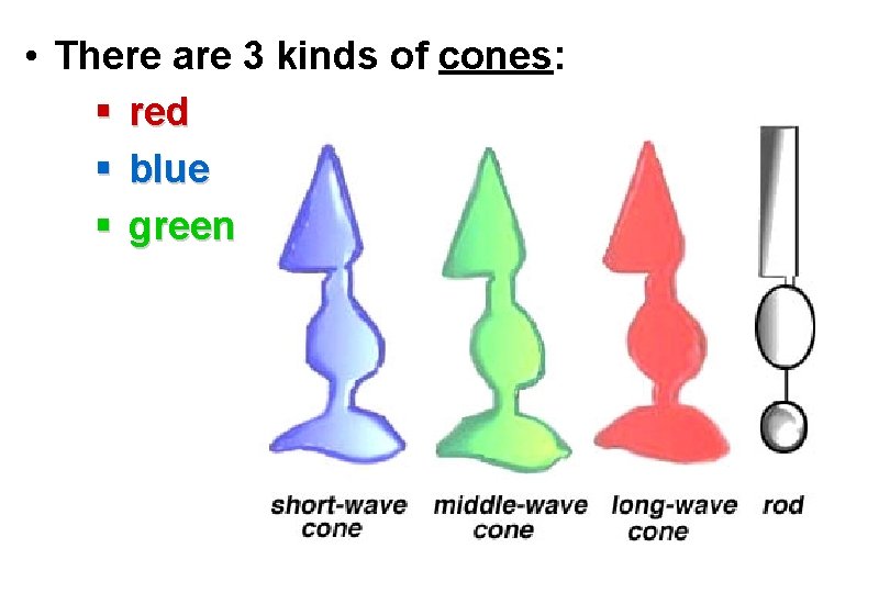  • There are 3 kinds of cones: § red § blue § green