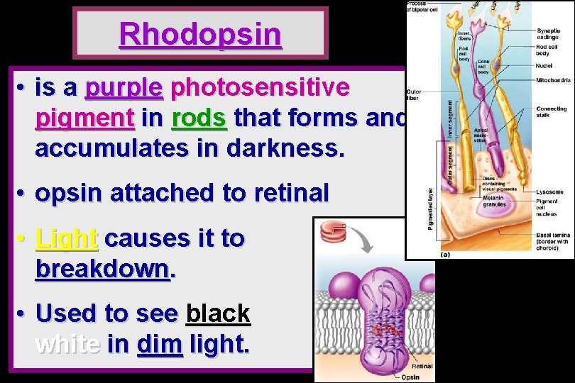 Rhodopsin • is a purple photosensitive pigment in rods that forms and accumulates in