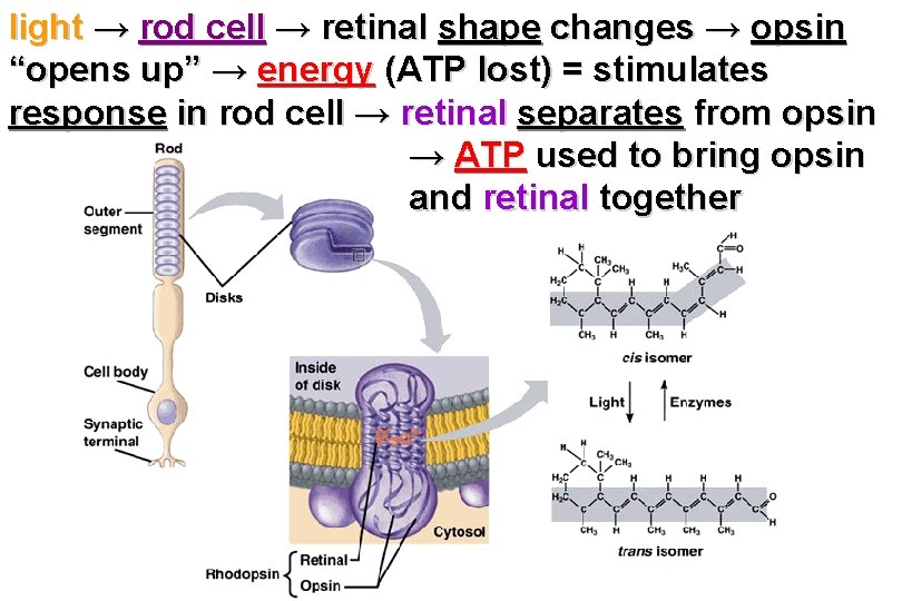 light → rod cell → retinal shape changes → opsin “opens up” → energy