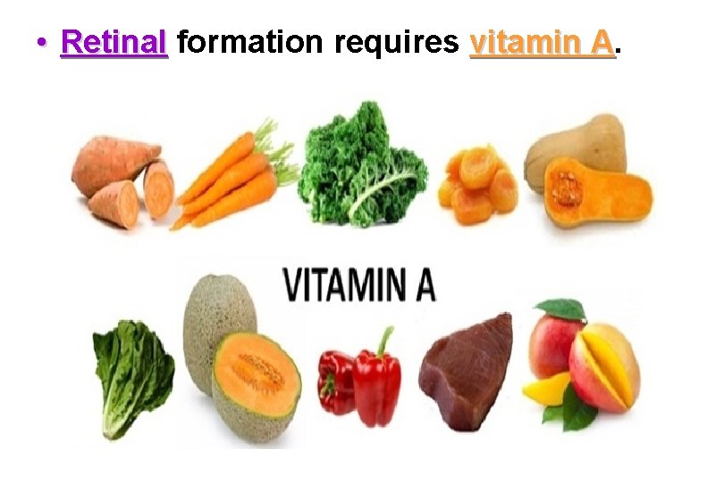  • Retinal formation requires vitamin A. A 