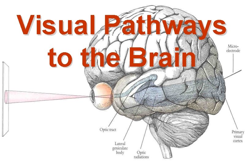 Visual Pathways to the Brain 