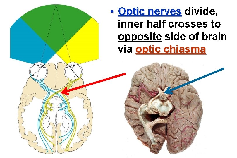  • Optic nerves divide, inner half crosses to opposite side of brain via