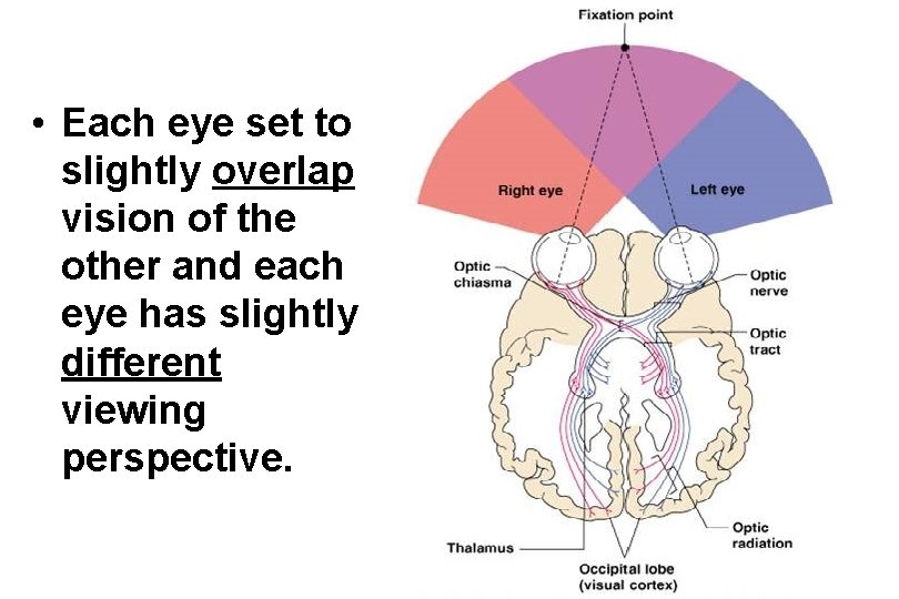  • Each eye set to slightly overlap vision of the other and each