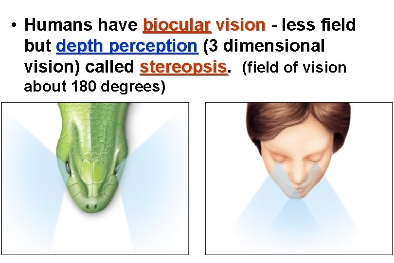  • Humans have biocular vision - less field but depth perception (3 dimensional