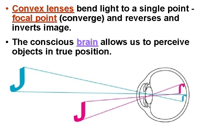  • Convex lenses bend light to a single point focal point (converge) and