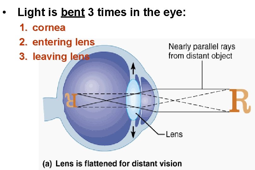  • Light is bent 3 times in the eye: 1. 2. 3. cornea