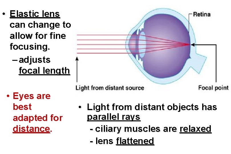  • Elastic lens can change to allow for fine focusing. – adjusts focal