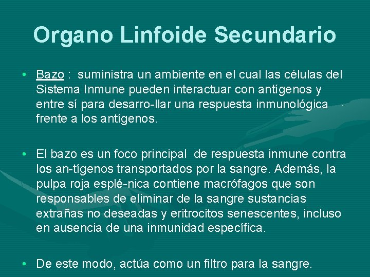 Organo Linfoide Secundario • Bazo : suministra un ambiente en el cual las células