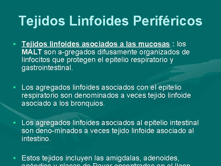 Tejidos Linfoides Periféricos • Tejidos linfoides asociados a las mucosas : los MALT son