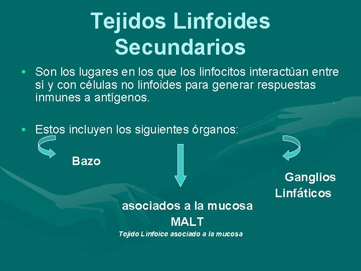 Tejidos Linfoides Secundarios • Son los lugares en los que los linfocitos interactúan entre