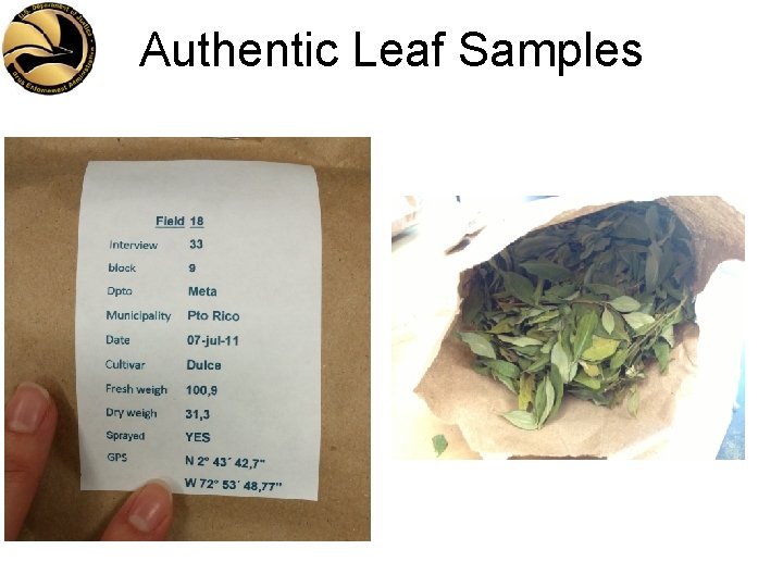 Authentic Leaf Samples 