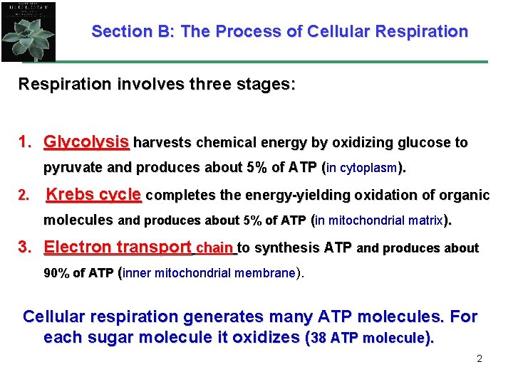 Section B: The Process of Cellular Respiration involves three stages: 1. Glycolysis harvests chemical