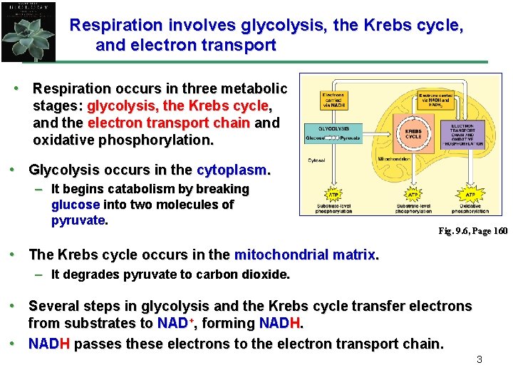 Respiration involves glycolysis, the Krebs cycle, and electron transport • Respiration occurs in three