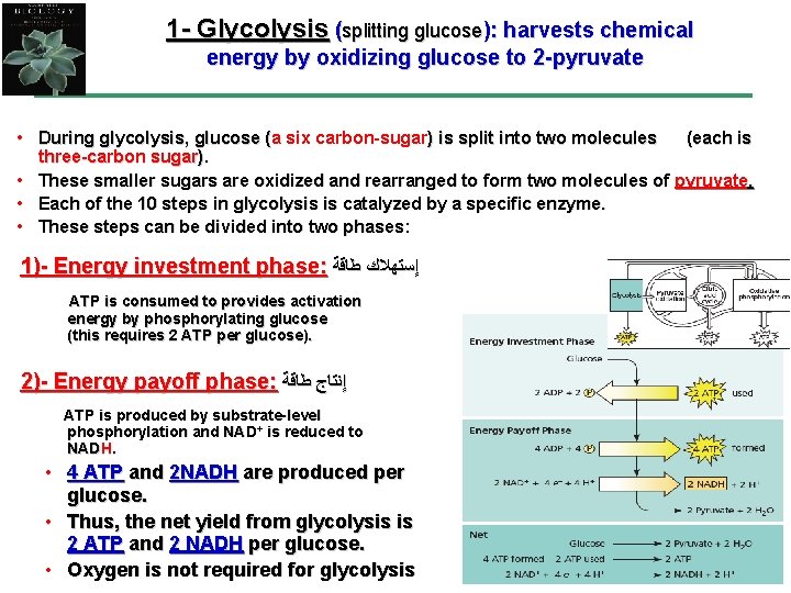 1 - Glycolysis (splitting glucose): harvests chemical energy by oxidizing glucose to 2 -pyruvate
