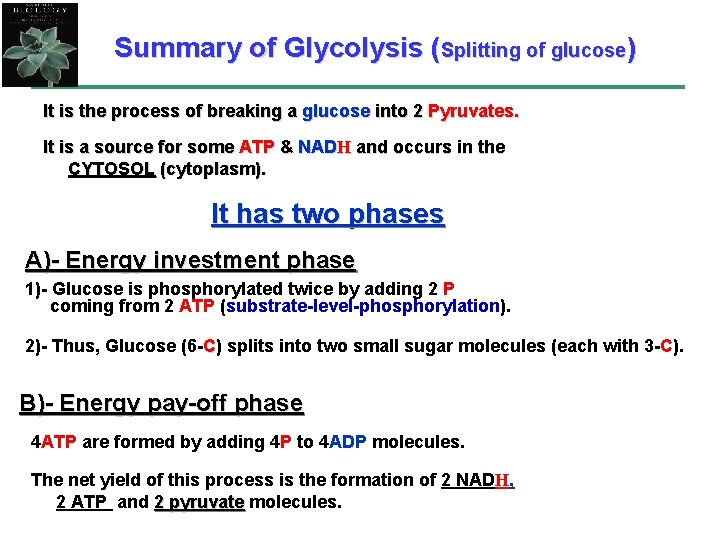 Summary of Glycolysis (Splitting of glucose) It is the process of breaking a glucose