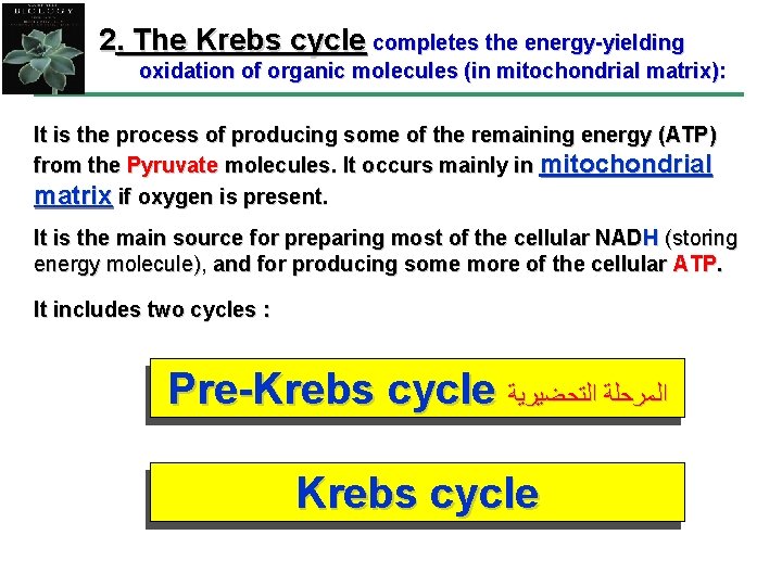2. The Krebs cycle completes the energy-yielding oxidation of organic molecules (in mitochondrial matrix):