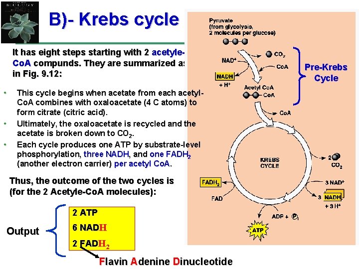 B)- Krebs cycle It has eight steps starting with 2 acetyle. Co. A compunds.