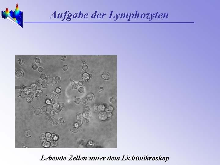 Aufgabe der Lymphozyten Lebende Zellen unter dem Lichtmikroskop 