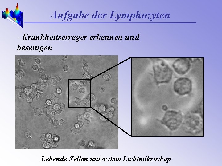 Aufgabe der Lymphozyten - Krankheitserreger erkennen und beseitigen Lebende Zellen unter dem Lichtmikroskop 