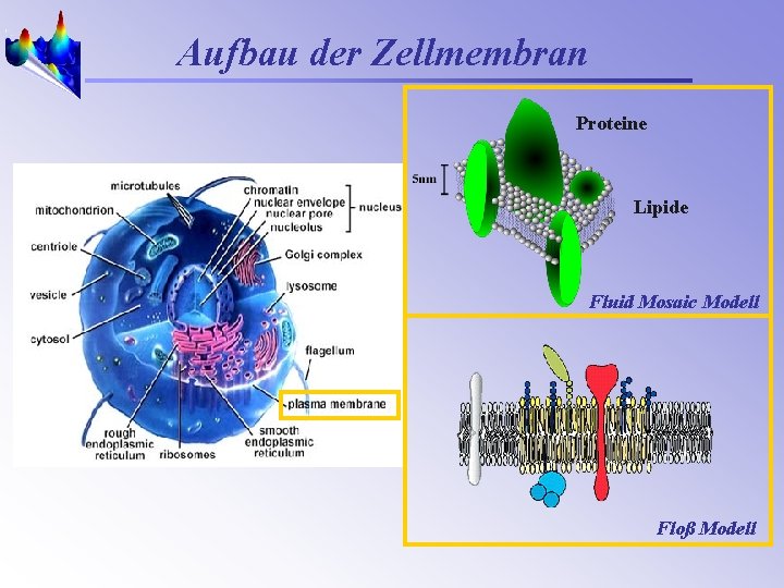 Aufbau der Zellmembran Proteine Lipide Fluid Mosaic Modell Floß Modell 