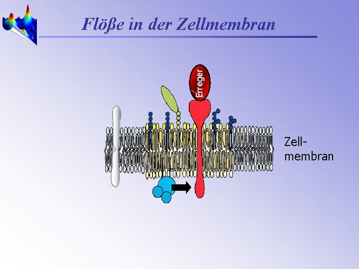 Erreger Flöße in der Zellmembran 