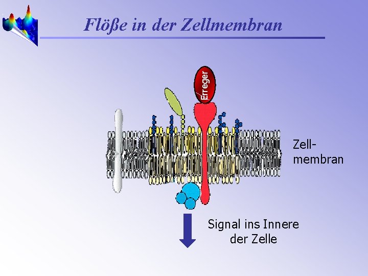 Erreger Flöße in der Zellmembran Signal ins Innere der Zelle 