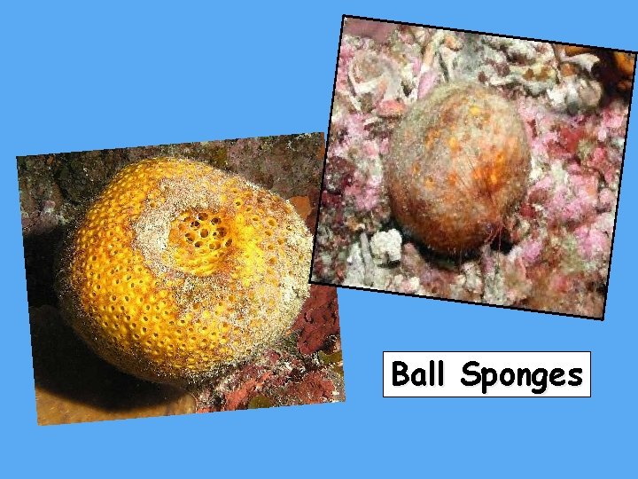 Ball Sponges 