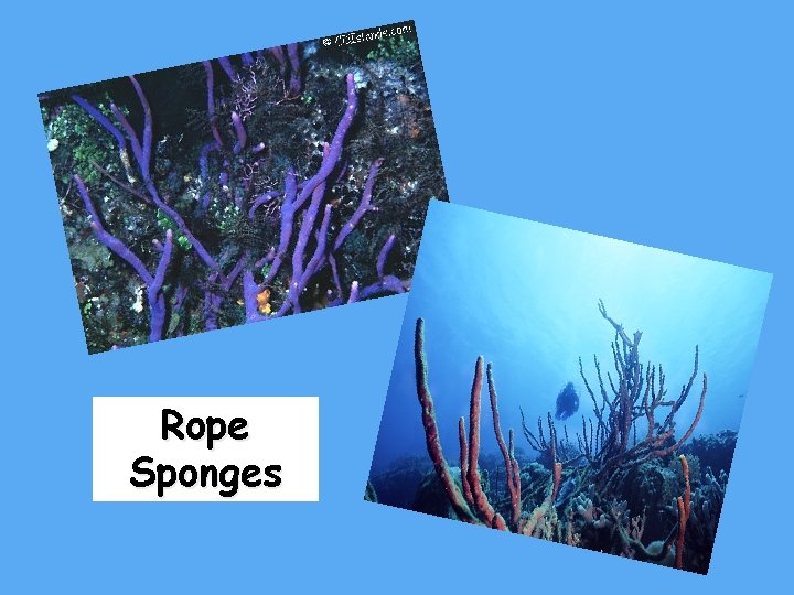 Rope Sponges 