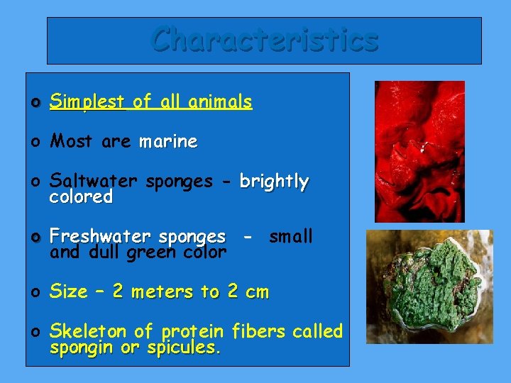 Characteristics o Simplest of all animals o Most are marine o Saltwater sponges -