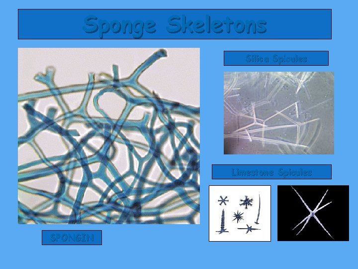 Sponge Skeletons Silica Spicules Limestone Spicules SPONGIN 