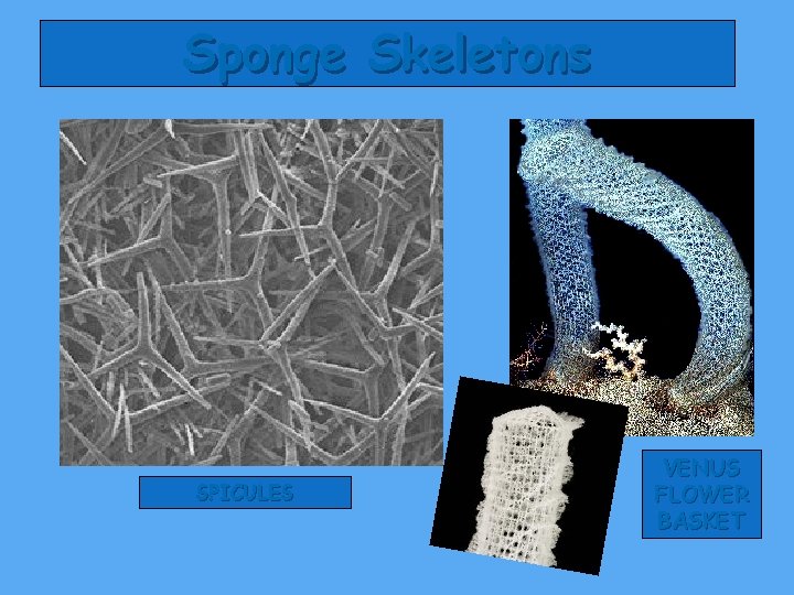 Sponge Skeletons SPICULES VENUS FLOWER BASKET 