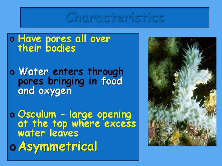 Characteristics o Have pores all over their bodies o Water enters through pores bringing