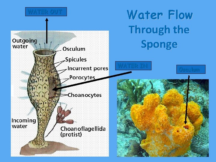 WATER OUT Water Flow Through the Sponge WATER IN Osculum 