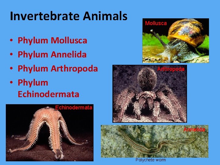 Invertebrate Animals • • Phylum Mollusca Phylum Annelida Phylum Arthropoda Phylum Echinodermata Mollusca Arthropoda