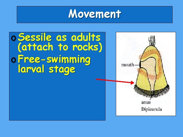 Movement o Sessile as adults (attach to rocks) o Free-swimming larval stage 