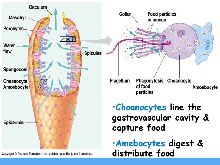  • Choanocytes line the gastrovascular cavity & capture food • Amebocytes digest &