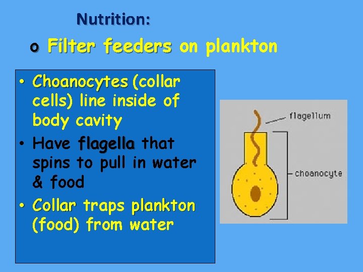Nutrition: o Filter feeders on plankton • Choanocytes (collar cells) line inside of body