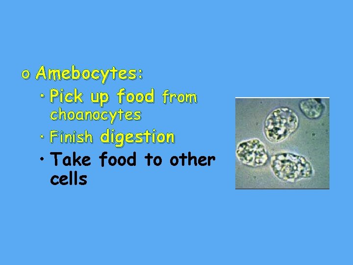 o Amebocytes: • Pick up food from choanocytes • Finish digestion • Take food