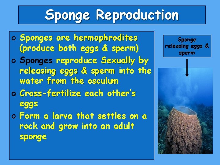 Sponge Reproduction o Sponges are hermaphrodites (produce both eggs & sperm) o Sponges reproduce