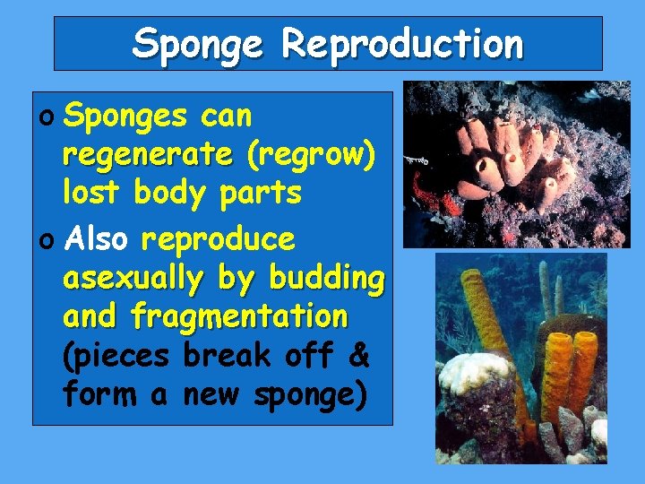 Sponge Reproduction o Sponges can regenerate (regrow) lost body parts o Also reproduce asexually